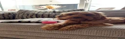 Cockapoo dogs for sale: STUNNING TOY COCKAPOOS  in Withernsea - Advert 5