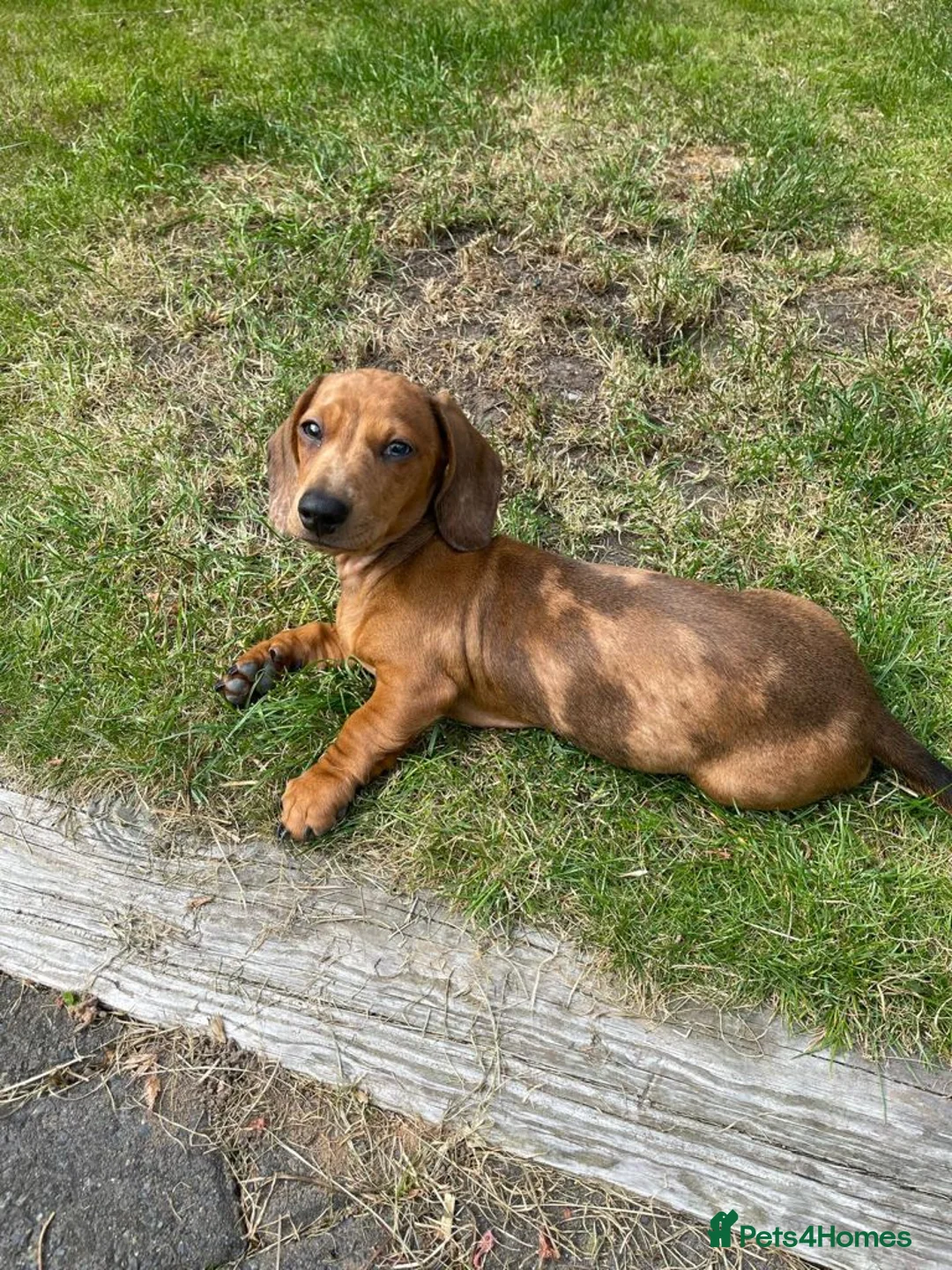 Miniature Dachshund dogs for stud: KC Reg Red Dapple Miniature Daschund Stud in Sheffield - Advert 15