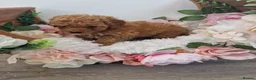 Maltipoo dogs for sale: Maltipoo puppies ready now  - Advert 5