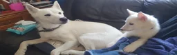 Siberian Husky dogs for sale: 2 female Beautiful White Husky Puppies Ready Now. - Advert 15