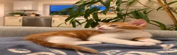 Mixed Breed cats for sale: Meet the Purr-fect Trio: Kurilian Bobtail Mixes - Advert 3