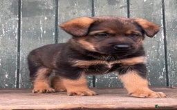 Mixed Breed dogs for sale: Rottie cross german shepherd pups  - Image 1