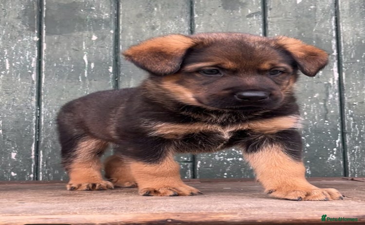 Mixed Breed dogs - Advert 8