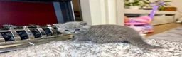British Shorthair cats for sale: British shorthair kittens  - Advert 11