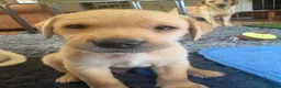 Labrador Retriever dogs for sale: Beautiful KC Registered Yellow Puppies - Advert 12