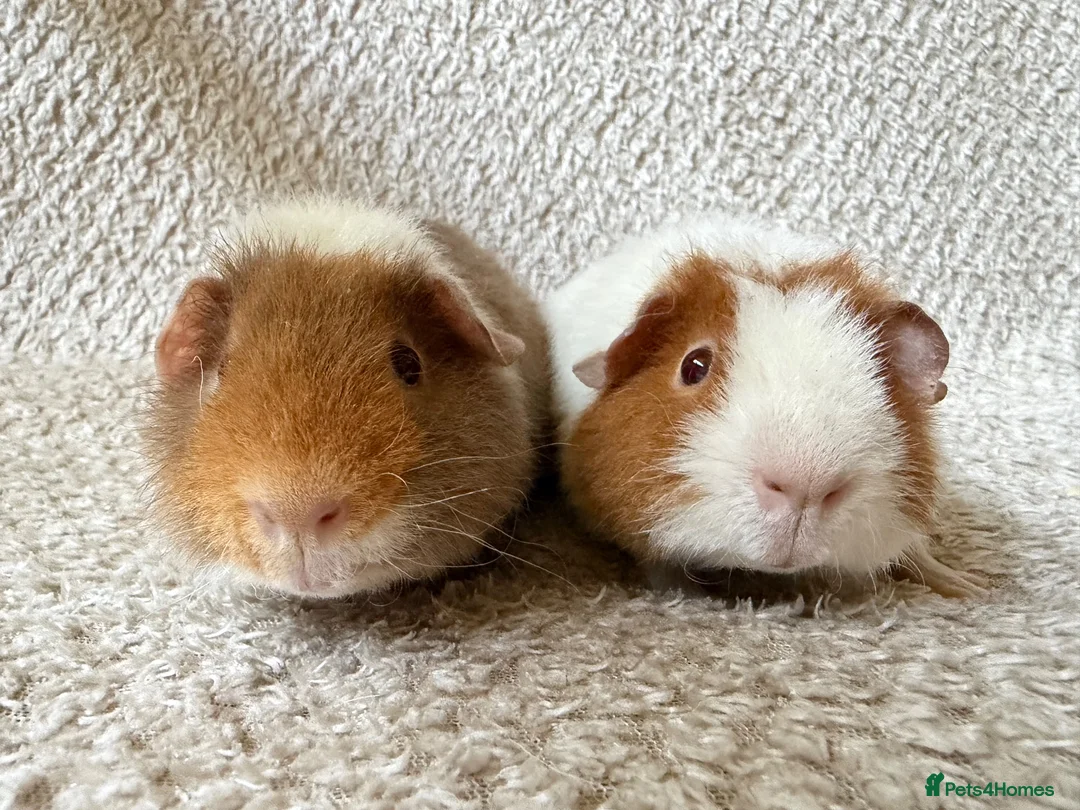Guinea Pig rodents for sale: Pure breed Teddy guinea pigs  - Advert 1