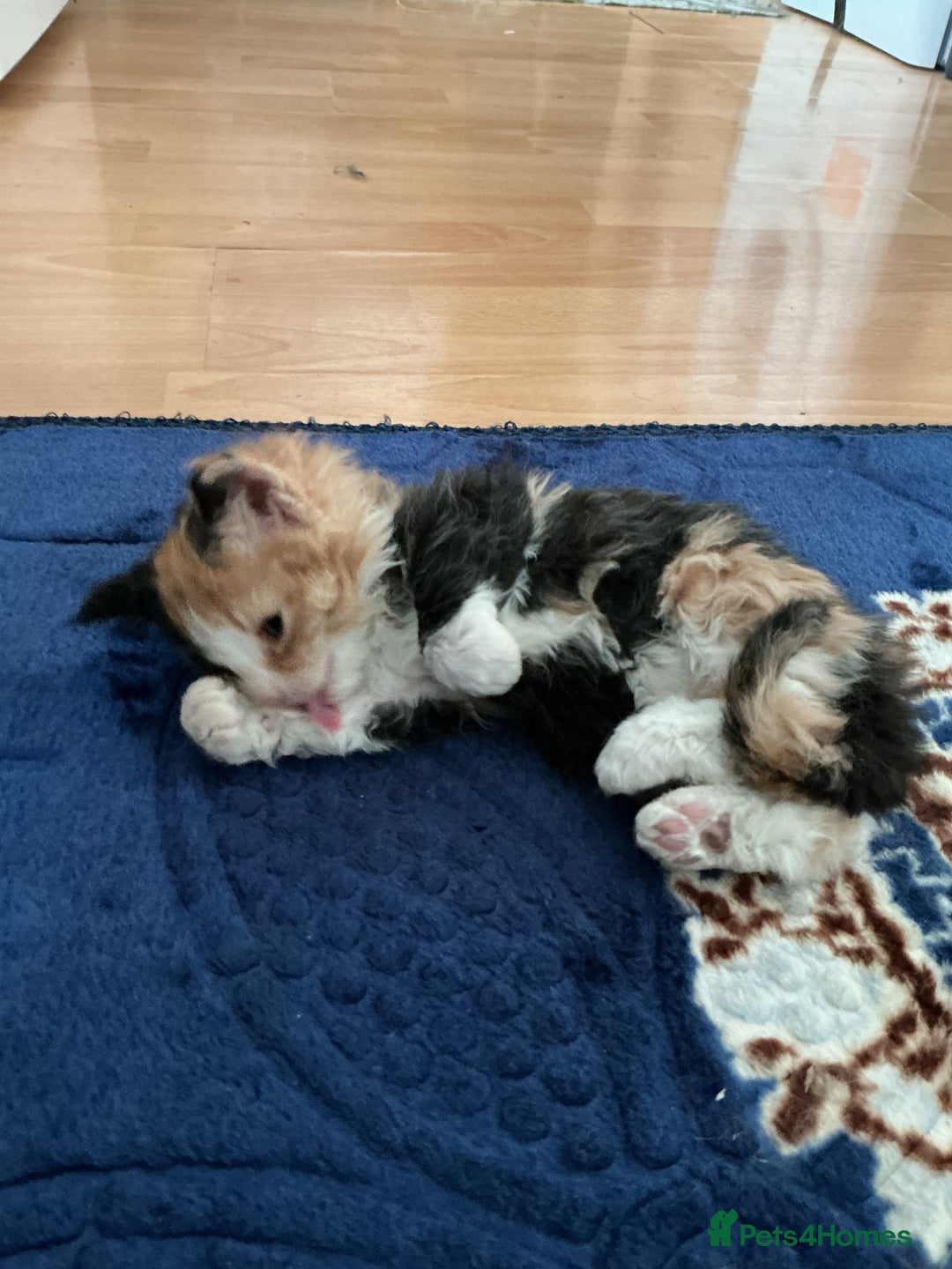 Domestic Shorthair cats for sale: Black-white-Ginger kitten - Advert 1