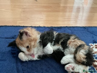 Domestic Shorthair cats Black-white-Ginger kitten - Advert 9