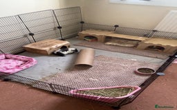 Guinea Pig rodents for sale: 2 Bonded Female Guinea Pigs - Image 7