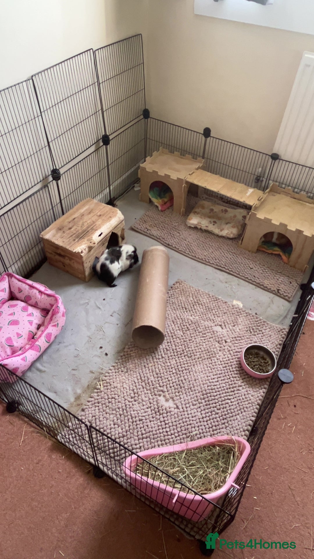Guinea Pig rodents for sale: 2 Bonded Female Guinea Pigs - Image 7