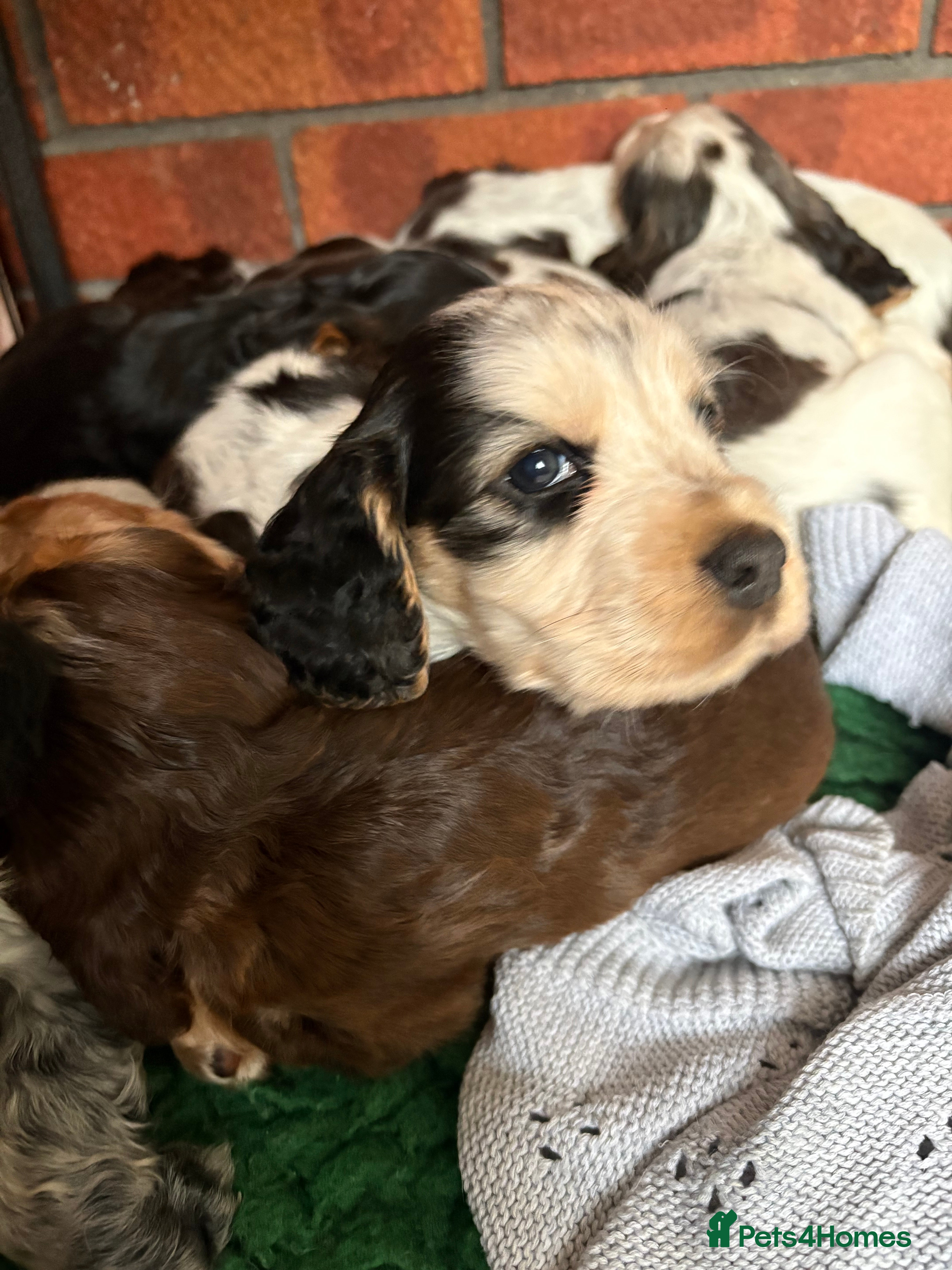 Cocker Spaniel dogs Quality kc show type cocker spaniels - Advert 18