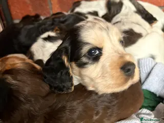 Cocker Spaniel dogs Quality kc show type cocker spaniels - Advert 18