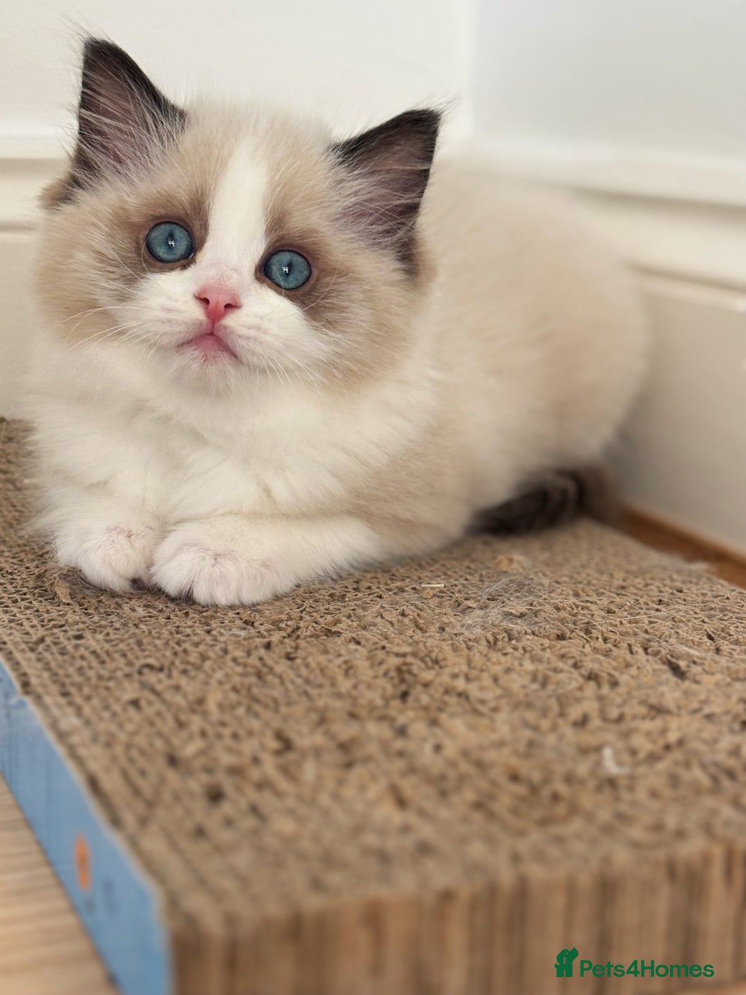 Ragdoll cats for sale: Champion Bloodline Seal Bicolour Ragdoll Girl - Image 4