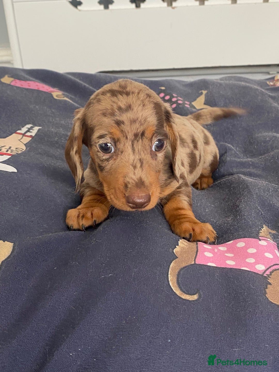Dachshund dogs for sale: Dachshund puppies  - Image 15