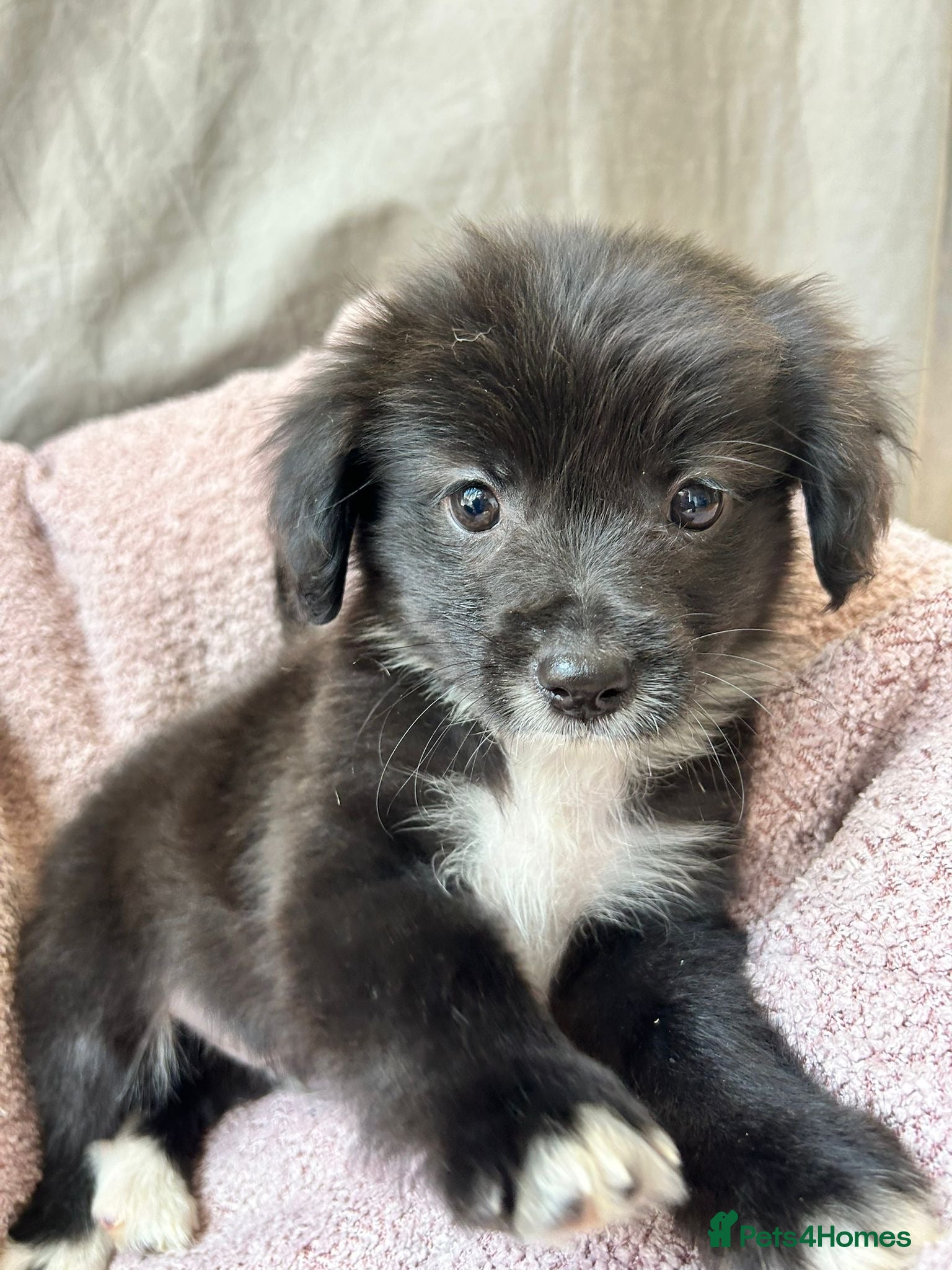 Pomchi dogs Pomchi ❤️ 1 remaining ❤️ - Advert 2