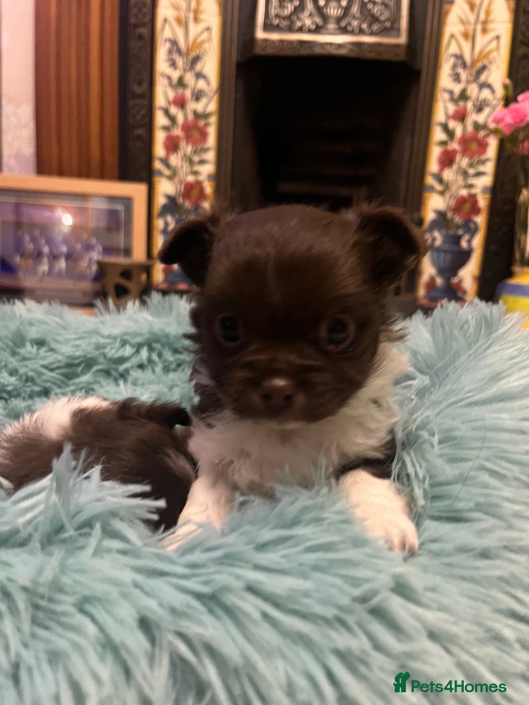 Chihuahua dogs for sale: Beautiful Longcoat Chocolate Chihuahuas - Advert 9