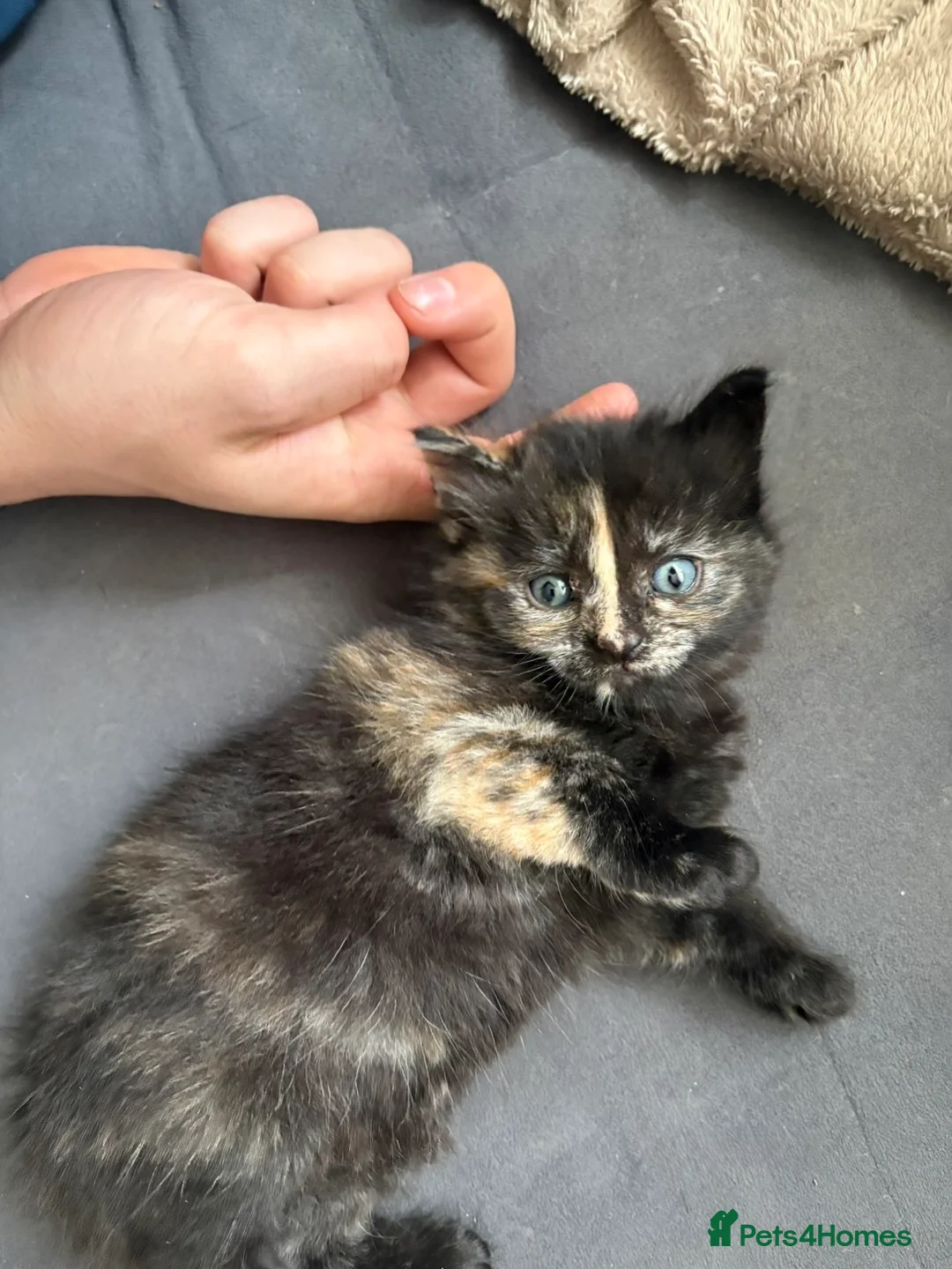 Mixed Breed cats for sale: Adorable kittens  - Advert 2