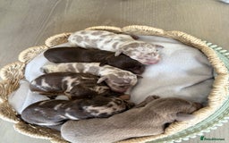 Miniature Dachshund dogs for sale: 5 miniature dachshunds for sale - Image 1