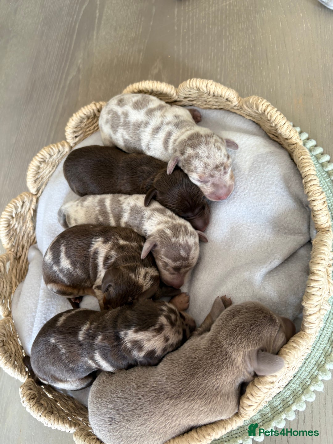 Miniature Dachshund dogs for sale: 5 miniature dachshunds for sale - Image 1
