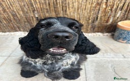 Cocker Spaniel dogs for stud: Blue roan show cocker spaniel stud in Exeter - Image 3