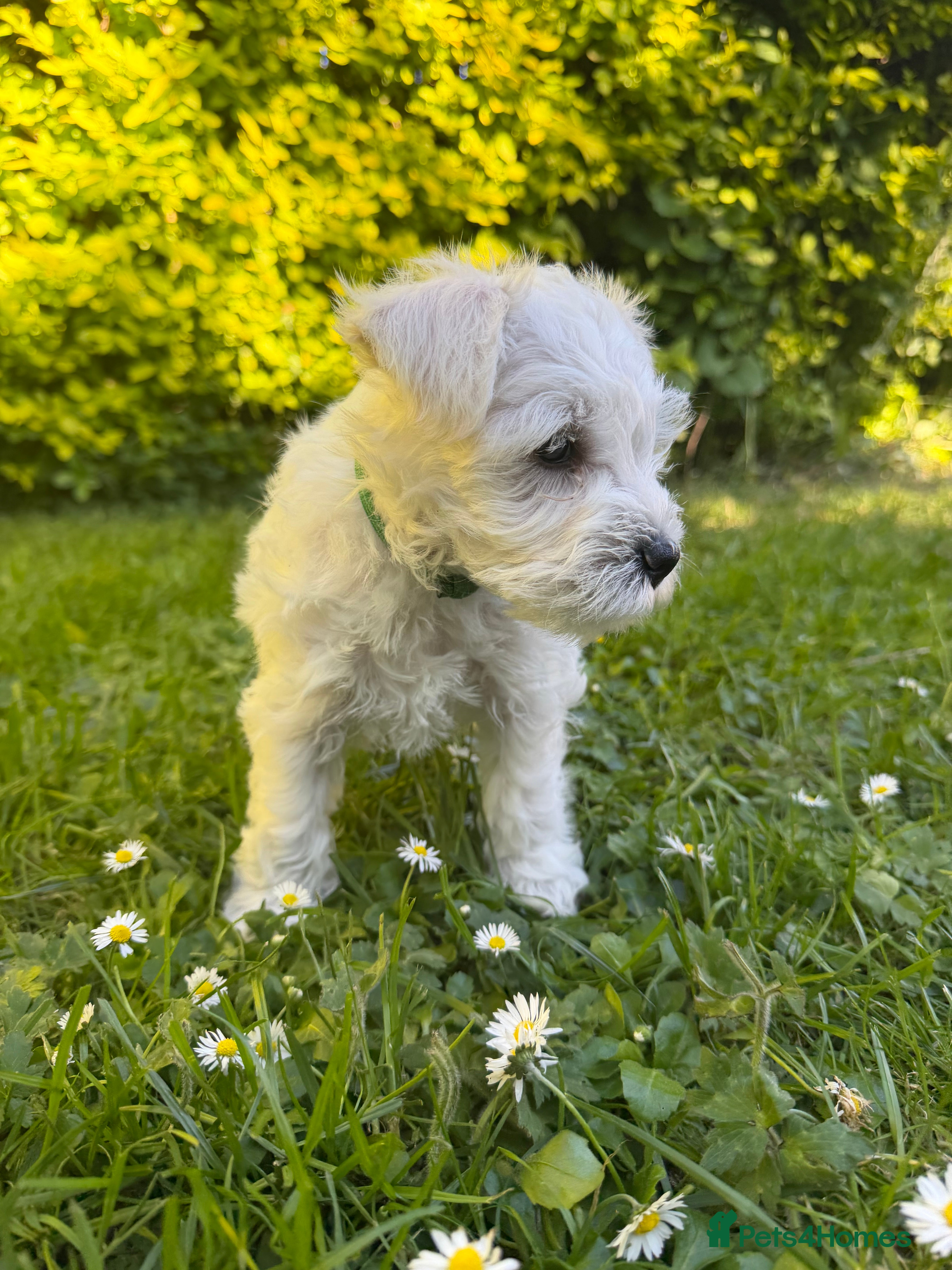 Miniature Schnauzer dogs for sale: Available: 🐾 3 Girls 🐾 2 Boys - Advert 13