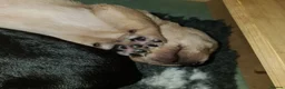 Labrador Retriever dogs for sale: Beautiful Labrador Puppies!  - Advert 7