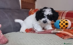 Cockapoo dogs for sale: Fully Vaccinated Best Friend Sofa Companions 🥰   - Image 15