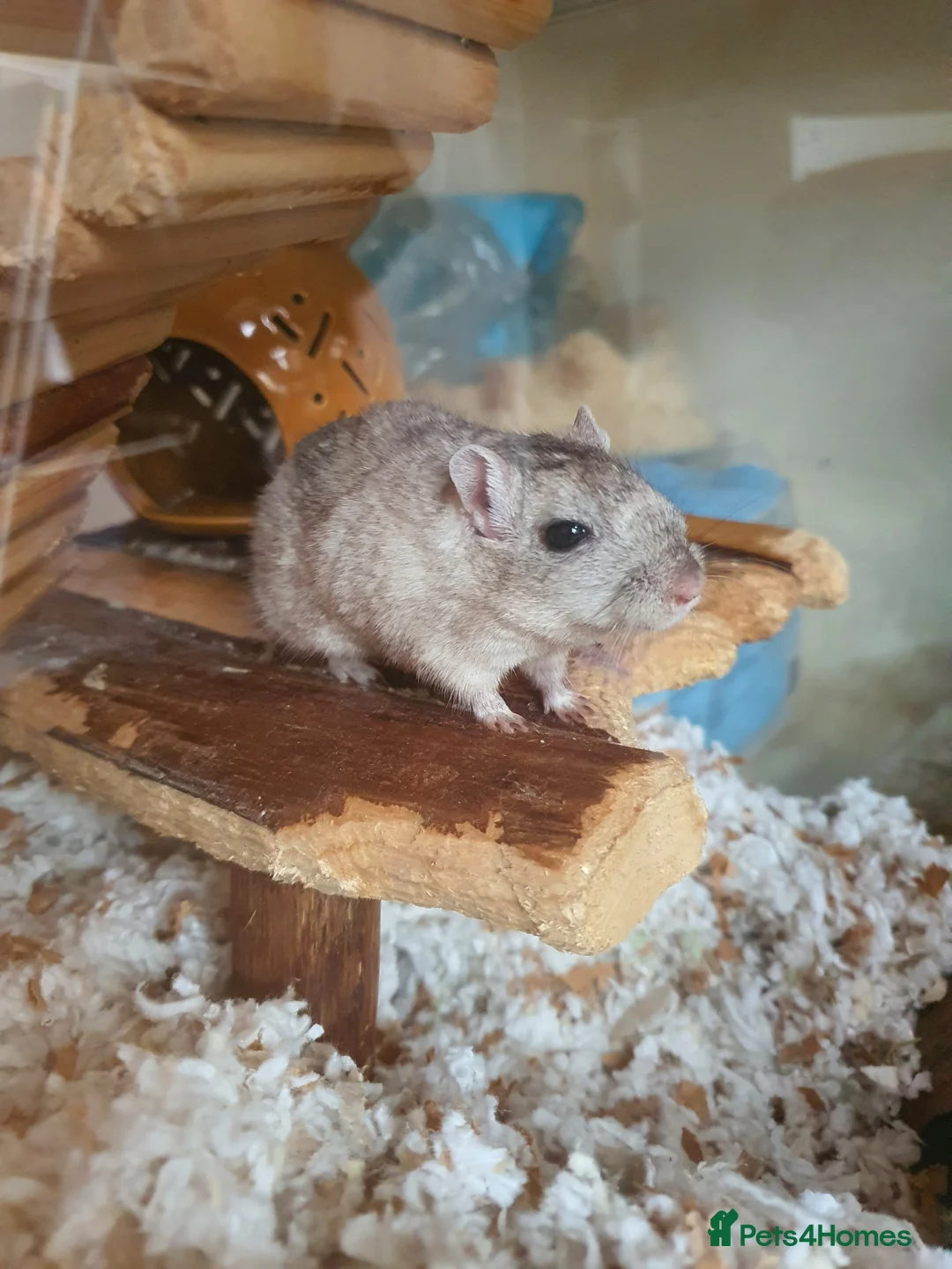 Gerbil rodents for sale: Pair of gerbils  - Advert 3