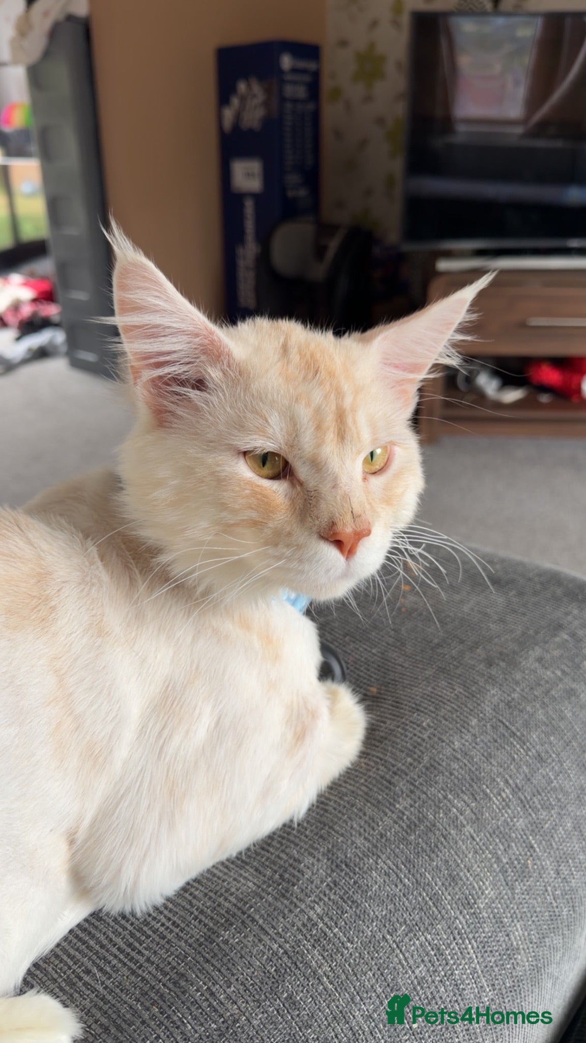 Maine Coon cats cream smoke boy for sale - Advert 14