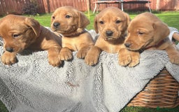 Labrador Retriever dogs for sale: Beautiful litter of KC labrador puppies  - Image 10