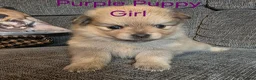 Pomeranian dogs for sale: 3 Beautiful pomeranian puppies for sale - Advert 19