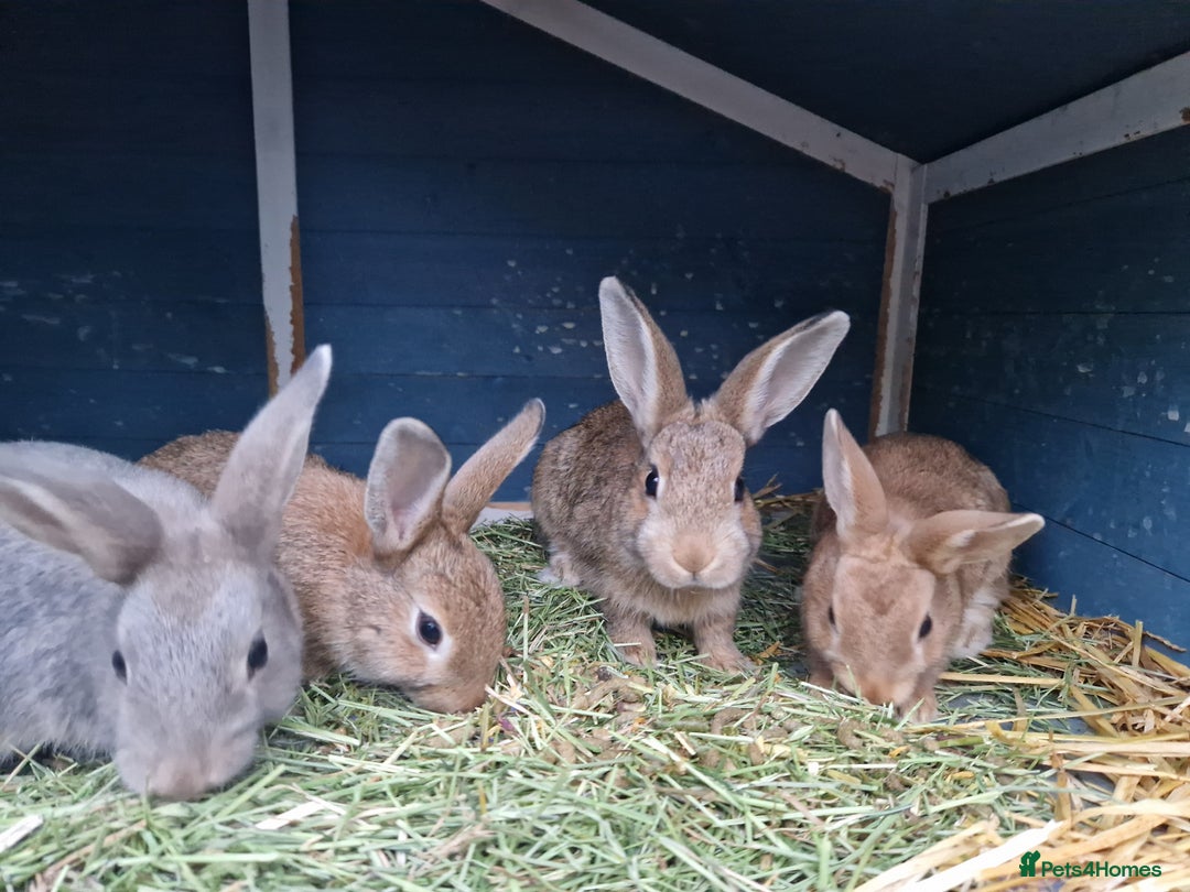 Mixed Breed rabbits for sale: Super cute bunny babies 🐰😍🐰 - Image 6