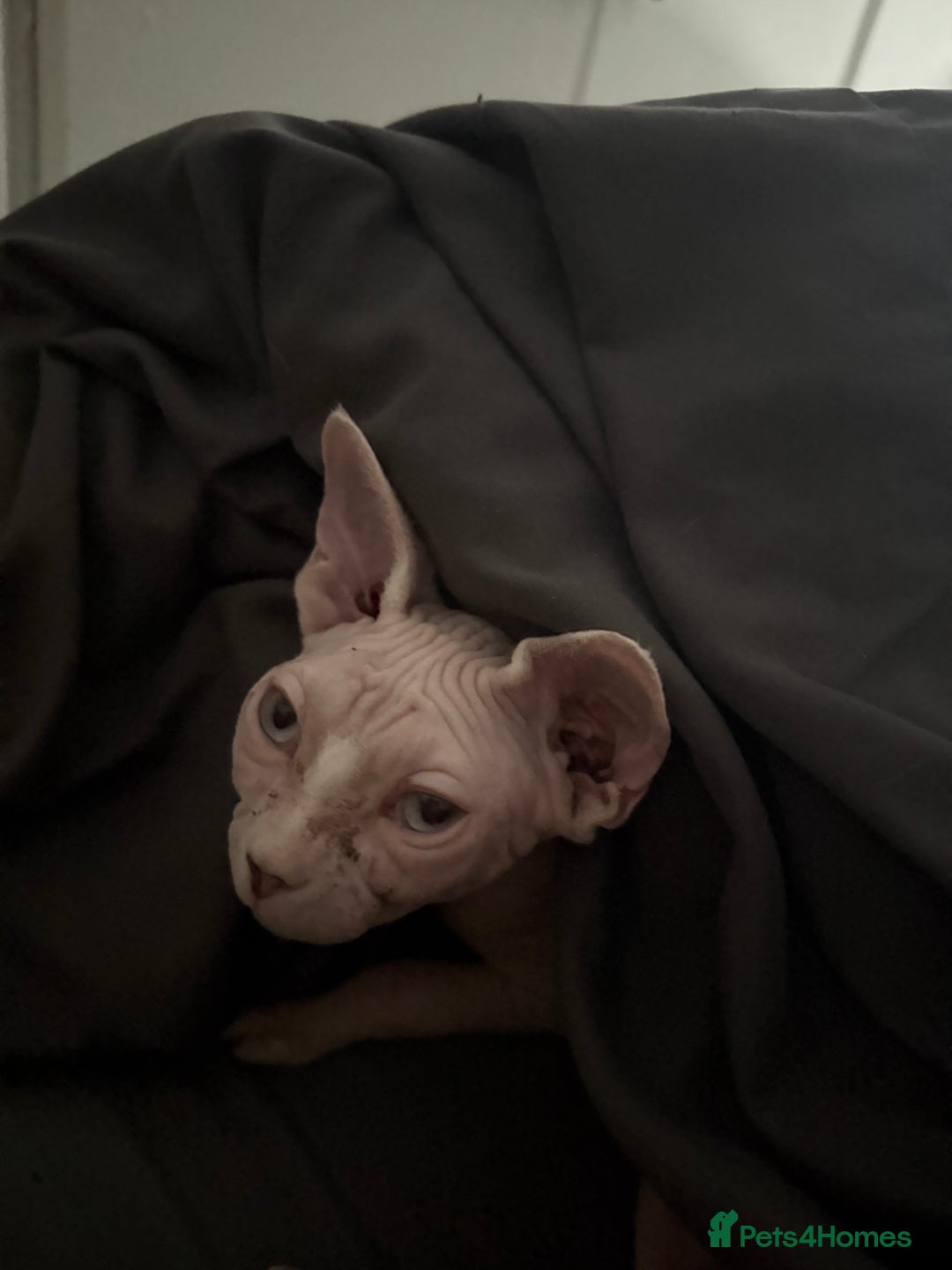Sphynx cats for sale: Female Sphynx blue eyes  - Advert 3