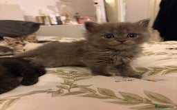 British Shorthair cats for sale: 5 British Chinchilla Shorthair Mix Kittens - Image 9