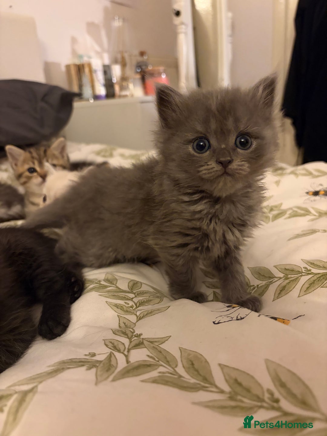 British Shorthair cats for sale: 5 British Chinchilla Shorthair Mix Kittens - Image 9