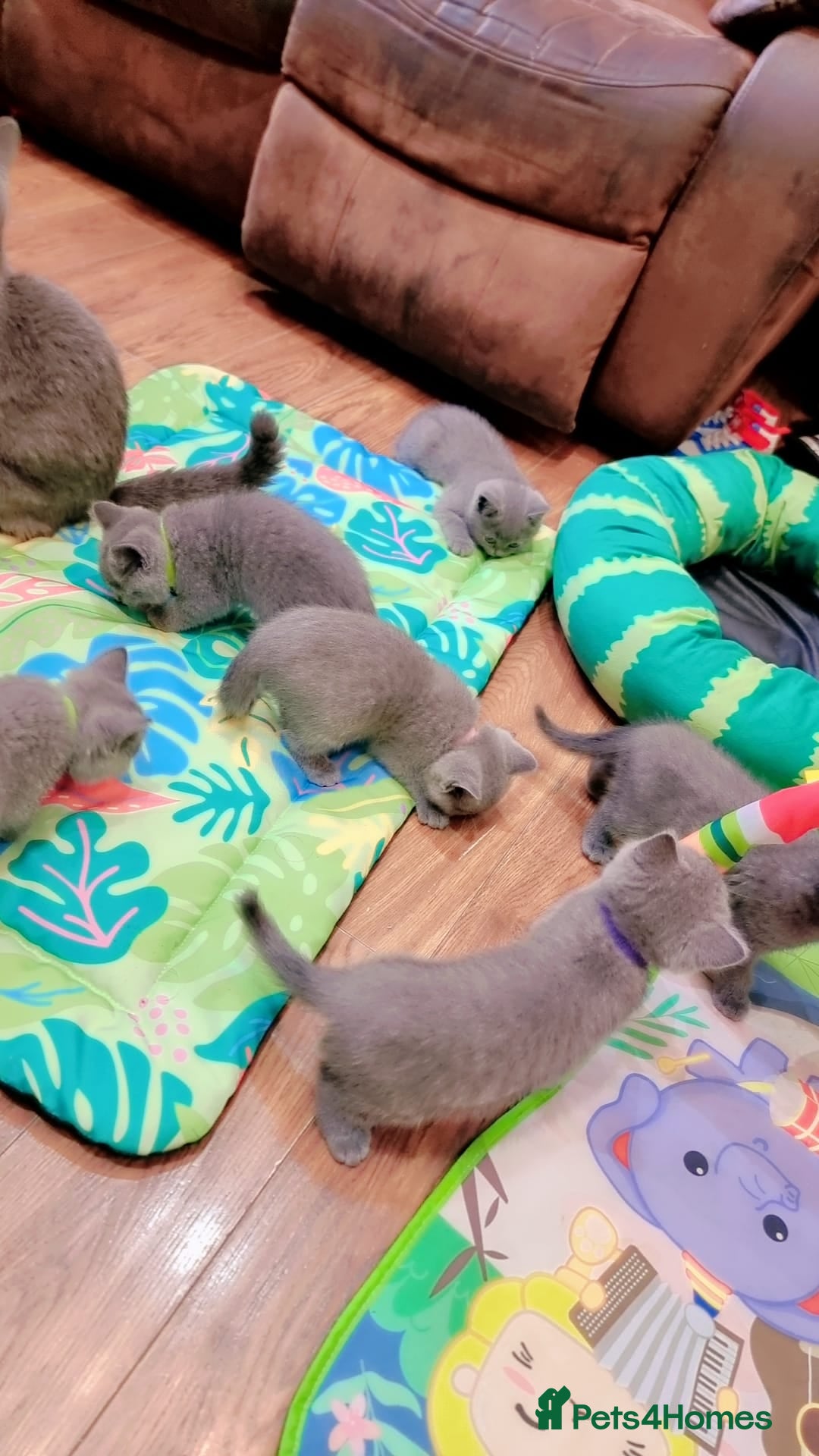 British Shorthair cats for sale: Britsh shorthair Pure blue boys  - Image 3