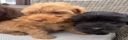 Labradoodle dogs for sale: Beautiful Labradoodle puppy! - Advert 5