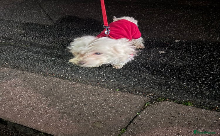 Maltese dogs in Ilford - Advert 1