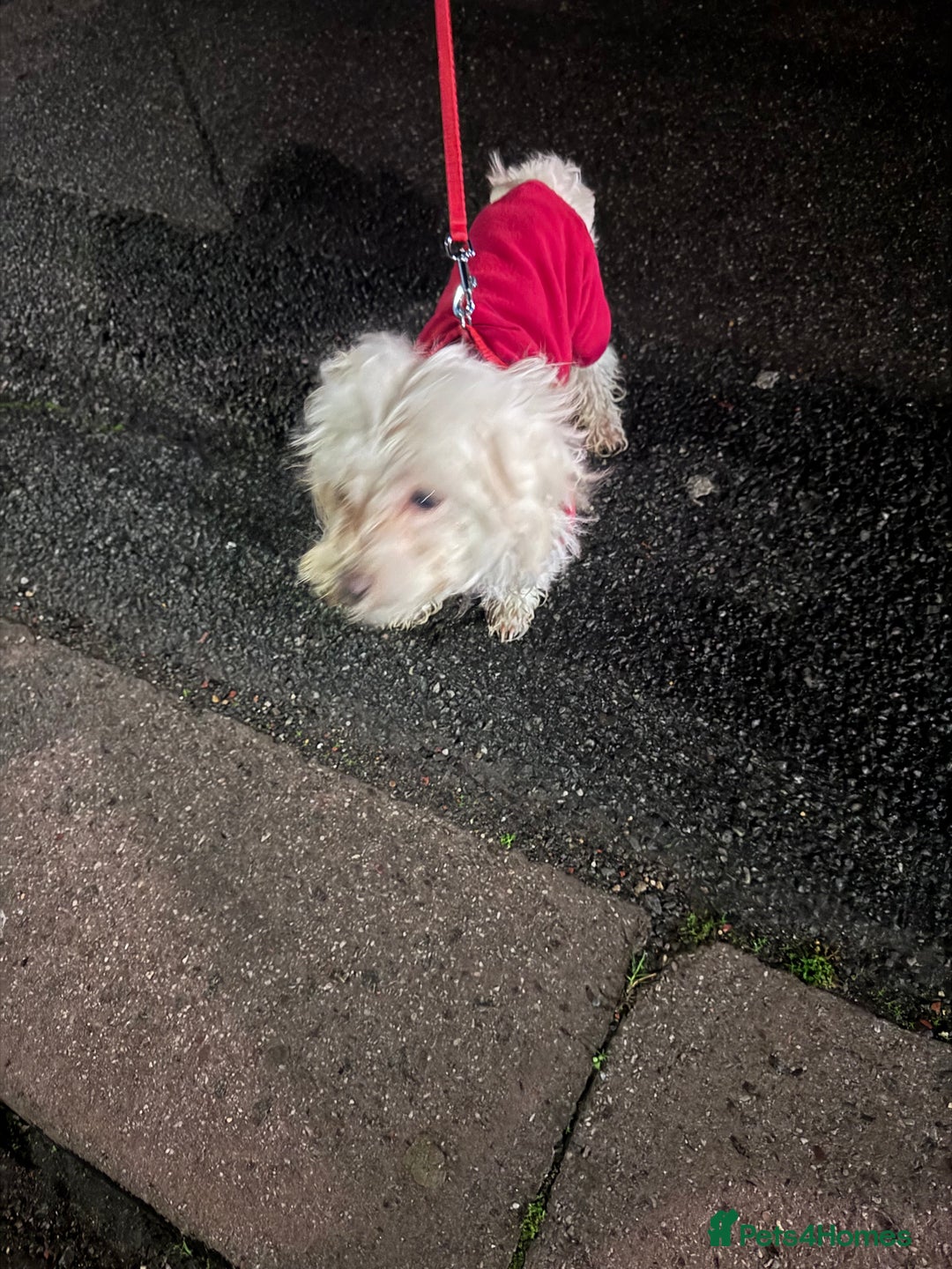 Maltese dogs for sale: Jake Maltese boy is only 4 months old in Ilford - Image 2