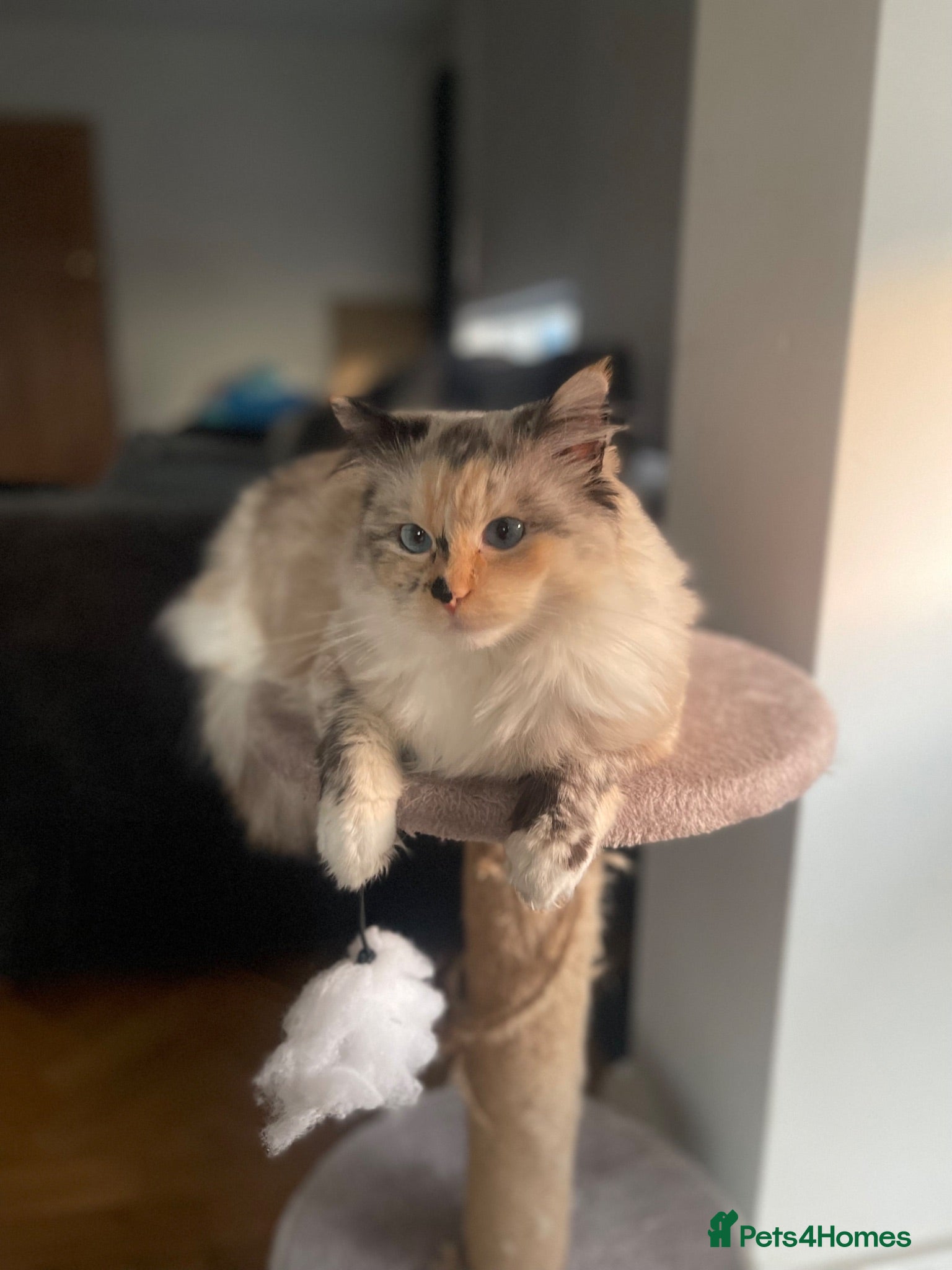 Ragdoll cats Ragdoll cat in need of loving new home  - Advert 1