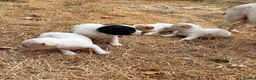 Jack Russell dogs for sale: 3 boys 1 girl jack Russell puppy’s  in Heanor - Advert 8