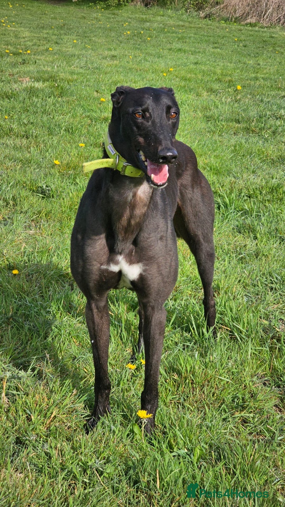 Mixed Breed dogs for sale: First cross Border collie x Greyhound - Advert 10