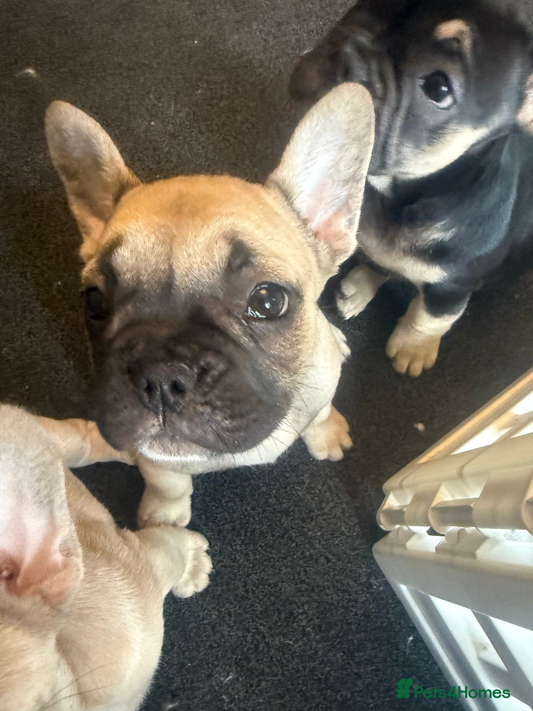 French Bulldog dogs for sale: French bulldog puppies - Image 17