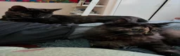 British Shorthair cats for sale: Two Female Cats for Rehome - Advert 1