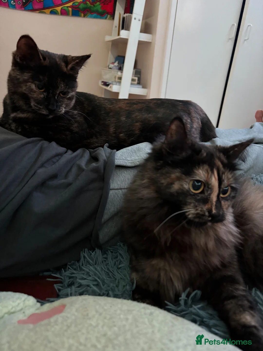 British Shorthair cats for sale: Two Female Cats for Rehome - Advert 1