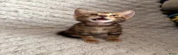 Bengal cats for sale: Bengal Tabby Mixed Breed Kittens - Advert 11
