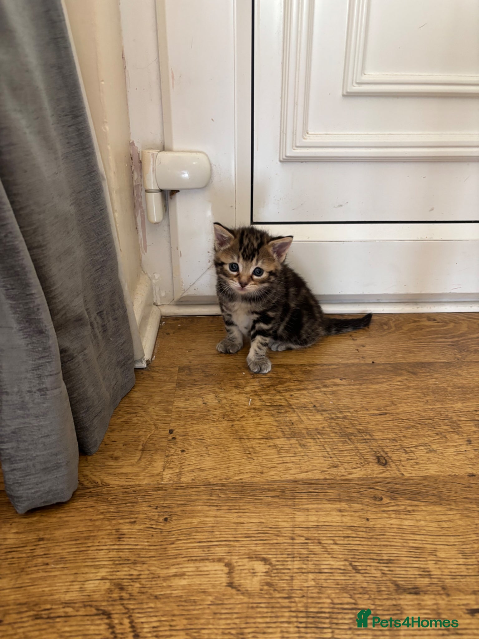 Mixed Breed cats Beautiful girl kitten for sale  - Advert 2