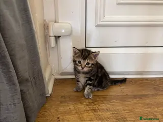Mixed Breed cats Beautiful girl kitten for sale - Advert 2