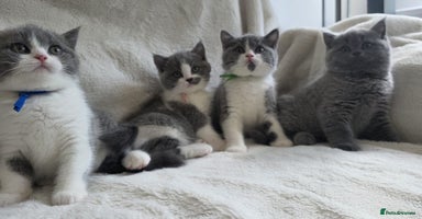 British Shorthair cats - Advert 3
