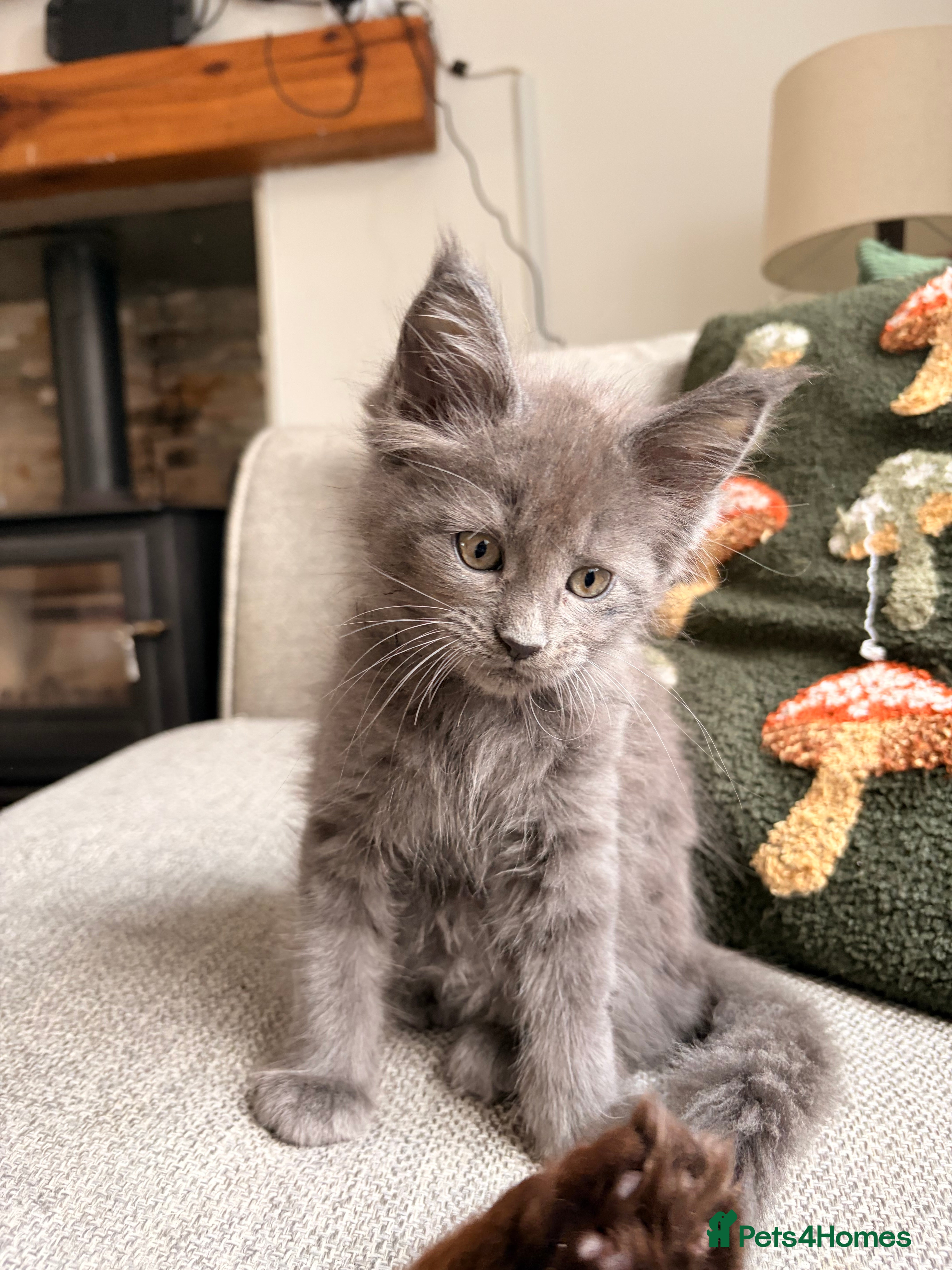 Maine Coon cats Halloween babies 🎃🐈‍⬛ 2 girls left - Advert 11